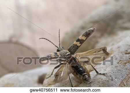 Close-up of a beetle on a rock View Large Photo Image Stock Image - Close-up of a beetle on a rock. Fotosearch
