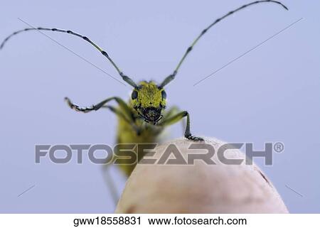 Close-up of a beetle on a stone View Large Photo Image Stock Image - Close-up of a beetle on a stone. Fotosearch