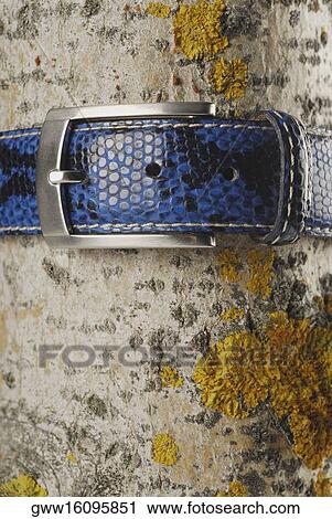 Close-up of a belt tied to a tree trunk View Large Photo Image Stock Image - Close-up of a belt tied to a tree trunk. Fotosearch
