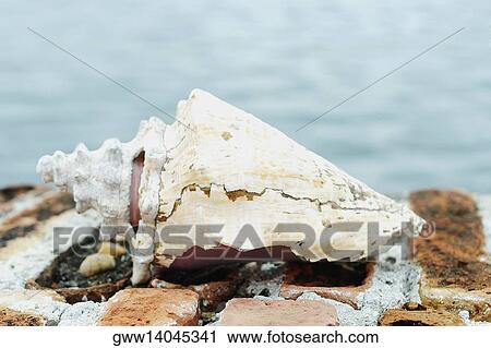 Close-up of a conch shell View Large Photo Image Stock Image - Close-up of a conch shell. Fotosearch