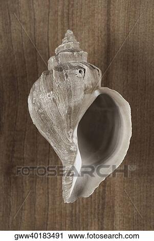Close-up of a conch shell View Large Photo Image Stock Image - Close-up of a conch shell. Fotosearch