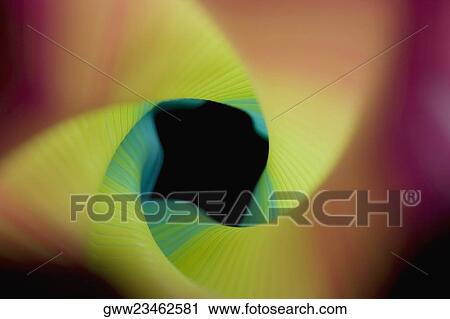Close-up of a flower pattern View Large Photo Image Stock Image - Close-up of a flower pattern. Fotosearch