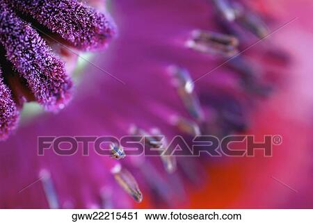 Stock Image - Close-up of a flower. Fotosearch