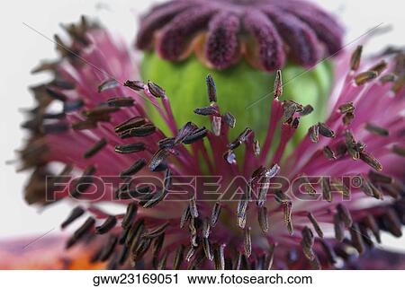 Close-up of a flower View Large Photo Image Stock Image - Close-up of a flower. Fotosearch