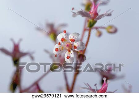 Close-up of a flower View Large Photo Image Stock Image - Close-up of a flower. Fotosearch