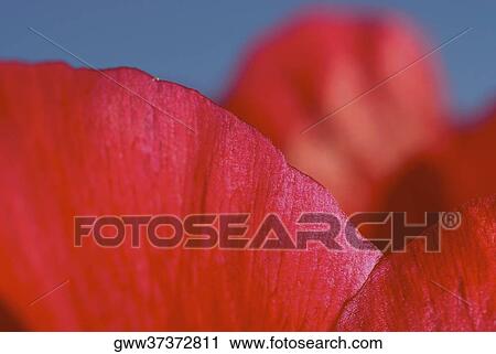 Close-up of a flower View Large Photo Image Stock Image - Close-up of a flower. Fotosearch