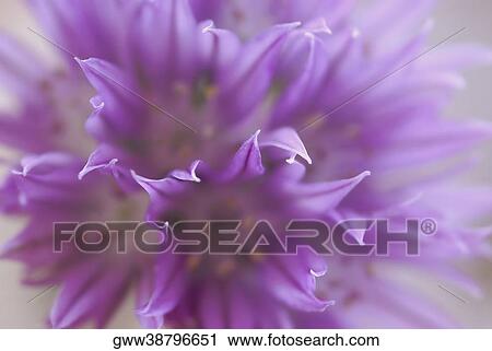 Close-up of a flower View Large Photo Image Stock Image - Close-up of a flower. Fotosearch