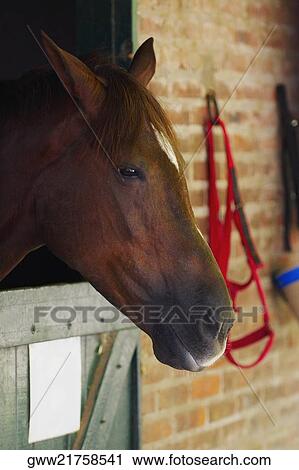 Close-up of a horse View Large Photo Image Stock Image - Close-up of a horse. Fotosearch