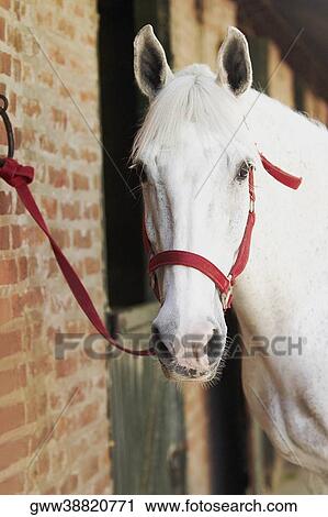 Close-up of a horse View Large Photo Image Stock Image - Close-up of a horse. Fotosearch