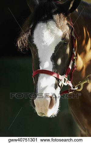 Close-up of a horse View Large Photo Image Stock Image - Close-up of a horse. Fotosearch