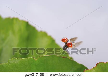 Close-up of a ladybug flying over a leaf View Large Photo Image Stock Image - Close-up of a ladybug flying over a leaf. Fotosearch