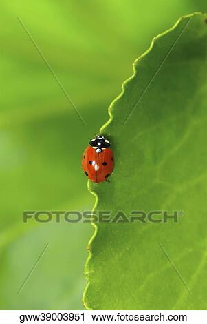 Close-up of a ladybug on a leaf View Large Photo Image Stock Image - Close-up of a ladybug on a leaf. Fotosearch