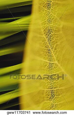 Close-up of a leaf View Large Photo Image Stock Image - Close-up of a leaf. Fotosearch