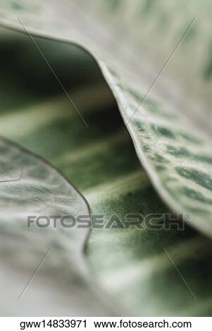 Stock Image - Close-up of a leaf. Fotosearch