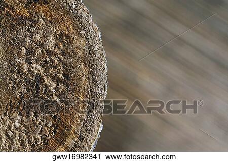 Close-up of a log View Large Photo Image Stock Image - Close-up of a log. Fotosearch