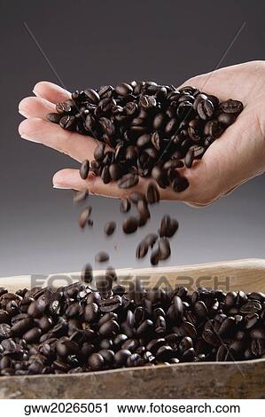 Close-up of a person's hand holding coffee beans View Large Photo Image Stock Image - Close-up of a person's hand holding coffee beans. Fotosearch
