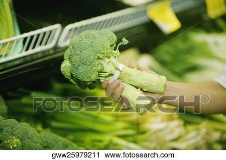 Close-up of a person's hand holding broccoli in a supermarket View Large Photo Image Stock Image - Close-up of a person's hand holding broccoli in a supermarket. Fotosearch