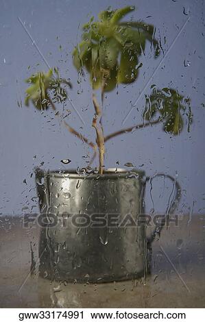 Close-up of a potted plant View Large Photo Image Stock Image - Close-up of a potted plant. Fotosearch