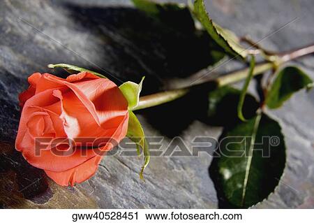 Close-up of a rose View Large Photo Image Stock Image - Close-up of a rose. Fotosearch
