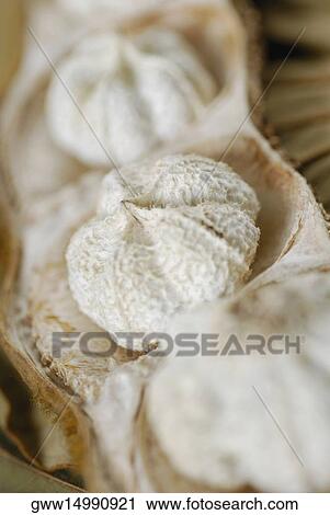 Close-up of a seed pod View Large Photo Image Stock Image - Close-up of a seed pod. Fotosearch