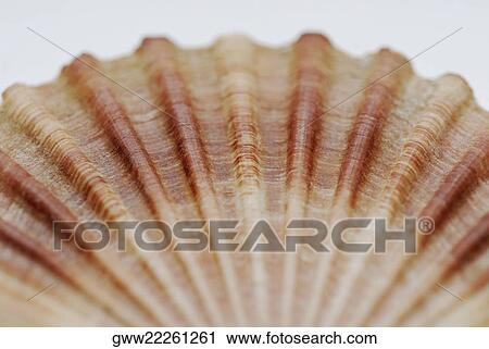 Close-up of a shell View Large Photo Image Stock Image - Close-up of a shell. Fotosearch