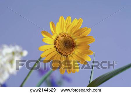 Close-up of a sunflower View Large Photo Image Stock Image - Close-up of a sunflower. Fotosearch