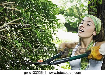 Close-up of a young woman pruning a hedge with hedge clippers View Large Photo Image Stock Image - Close-up of a young woman pruning a hedge with hedge clippers. Fotosearch