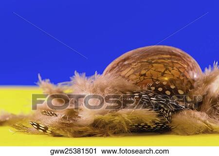 Close-up of an Easter egg with feathers View Large Photo Image Stock Image - Close-up of an Easter egg with feathers. Fotosearch