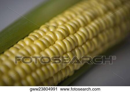 Close-up of corncob View Large Photo Image Stock Image - Close-up of corncob. Fotosearch
