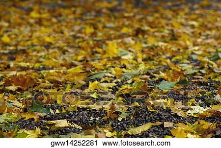 Close-up of fallen leaves on the ground View Large Photo Image Stock Image - Close-up of fallen leaves on the ground. Fotosearch