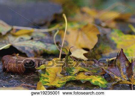 Close-up of fallen maple leaves View Large Photo Image Stock Image - Close-up of fallen maple leaves. Fotosearch