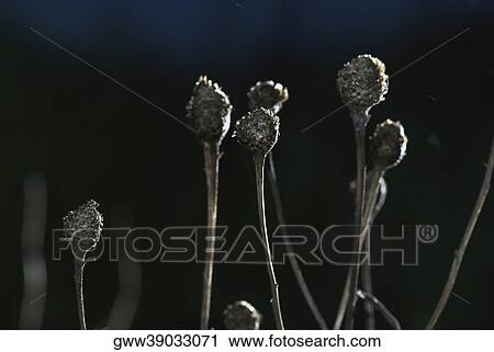 Close-up of flower buds View Large Photo Image Stock Image - Close-up of flower buds. Fotosearch