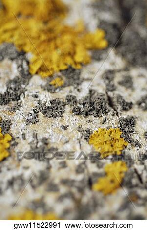Close-up of flowers View Large Photo Image Stock Image - Close-up of flowers. Fotosearch