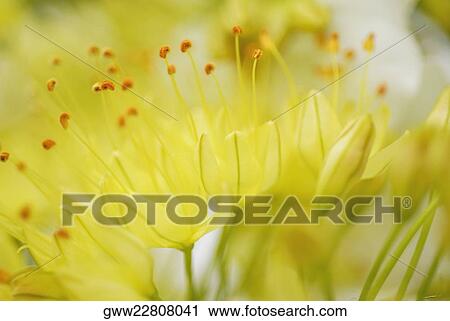 Close-up of flowers View Large Photo Image Stock Image - Close-up of flowers. Fotosearch