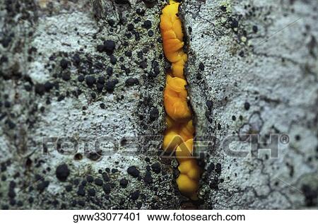 Close-up of fungus on a rock View Large Photo Image Stock Image - Close-up of fungus on a rock. Fotosearch