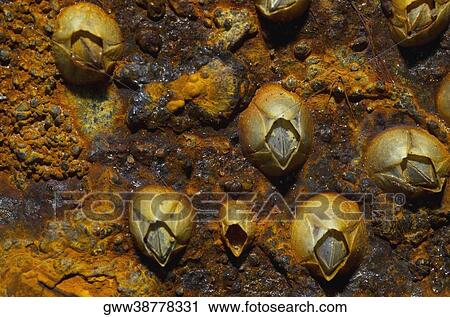 Close-up of fungus on a rock View Large Photo Image Stock Image - Close-up of fungus on a rock. Fotosearch