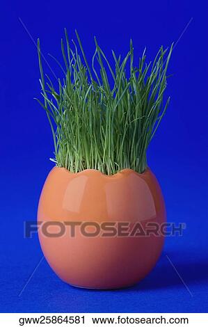 Close-up of grass in a flower pot View Large Photo Image Stock Image - Close-up of grass in a flower pot. Fotosearch