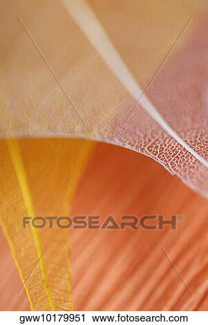 Close-up of leaves View Large Photo Image Stock Image - Close-up of leaves. Fotosearch