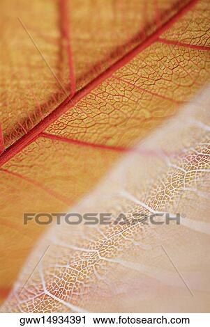 Close-up of leaves View Large Photo Image Stock Image - Close-up of leaves. Fotosearch