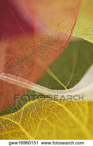 Close-up of leaves View Large Photo Image Stock Image - Close-up of leaves. Fotosearch