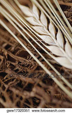Close-up of leaves View Large Photo Image Stock Image - Close-up of leaves. Fotosearch