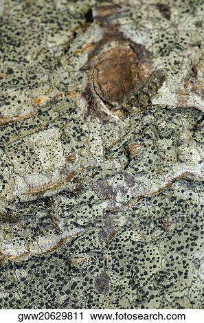 Close-up of moss on a rock View Large Photo Image Stock Image - Close-up of moss on a rock. Fotosearch
