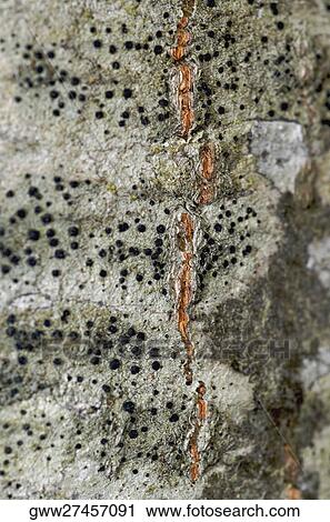 Close-up of moss on a rock View Large Photo Image Stock Image - Close-up of moss on a rock. Fotosearch