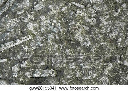 Close-up of moss on a rock View Large Photo Image Stock Image - Close-up of moss on a rock. Fotosearch