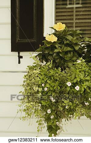 Stock Image - Close-up of potted plants. Fotosearch