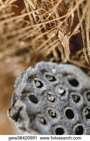 Close-up of seed pods View Large Photo Image Stock Image - Close-up of seed pods. Fotosearch