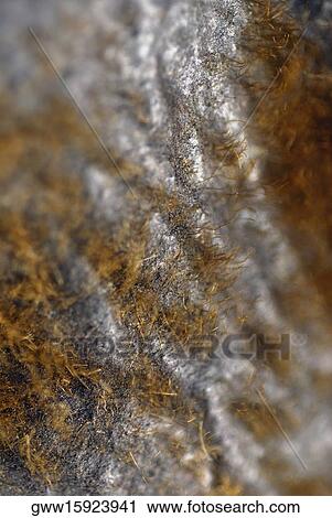 Stock Image - Close-up of the bark of a tree. Fotosearch