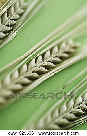 Close-up of three wheat stalks View Large Photo Image Stock Image - Close-up of three wheat stalks. Fotosearch