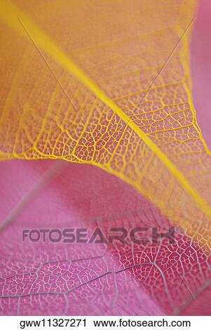 Stock Image - Close-up of two leaves. Fotosearch