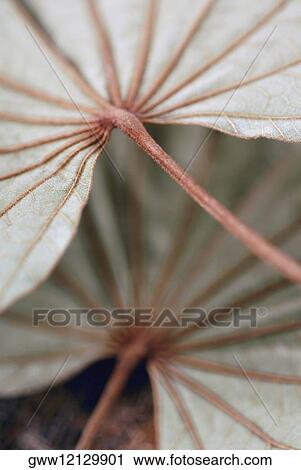Close-up of two leaves View Large Photo Image Stock Image - Close-up of two leaves. Fotosearch